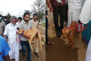 പെട്ടിമുടിയോട്‌ വിട പറഞ്ഞ്‌ കൂവി; ഇനി ഡോഗ് സ്‌ക്വാഡിലെ അംഗമാകും  പെട്ടിമുടി  ഡോഗ് സ്‌ക്വാഡ്‌  പെട്ടിമുടി ദുരന്തം  ഇടുക്കി  dog squad idukki  pettimudi land accident  idukki