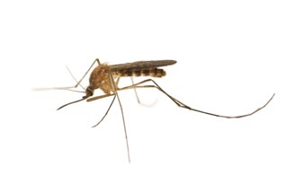 West Nile virus