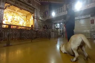 Dog from Pune Police dog's squad bow to Dagdusheth Ganpati in Pune