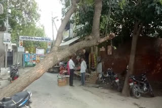 neem tree became problem for people in Rohini sector 25