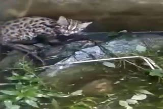 Two leopard cubs fell in water tank in Kullu