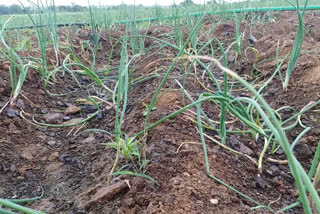 Yellow disease for onion cro