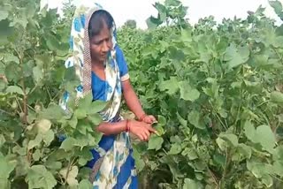 Grasshopper creature attacked in Bhiwani fields