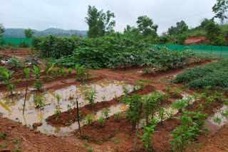 WATCH: School in Karnataka has its 'own' vegetable garden