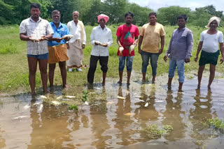 Contaminated water met in the pond Sangareddy District And Fishes Died