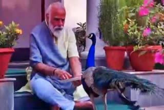 Modi's bond with Peacocks