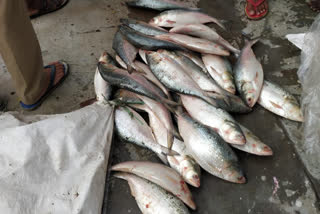 BSF confiscated 6 quintals hilsa