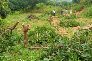 farmer accused to  YCP leader cutting mango trees in padmasarassu chitthore district