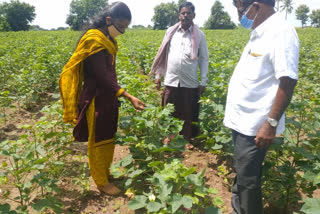 locust attack on cotton crop in yadadri bhuvanagiri district