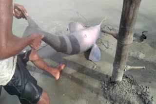 One person Arrested in Bonagigaon With a River Dolphin
