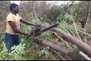 Jascom department cut down trees