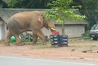 elephant enter in baripada town