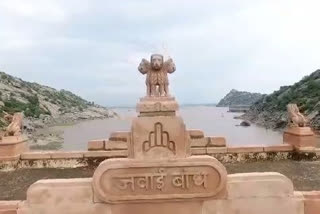 Pali news, heavy rains, Jawai dam