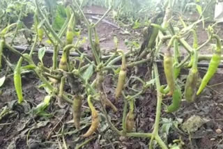 nandurbar latest news  nandurbar chili production news  nandurbar chili disease news  नंदुरबार लेटेस्ट न्यूज  नंदुरबार शेतीविषयक न्यूज  नंदुरबार मिरची उत्पादन  नंदुरबार मिरचीवरील रोग  nandurbar farming news