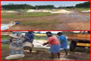 crops are damaged due to rains in nellore district