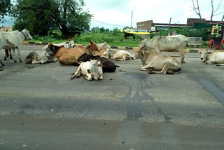 Anta news, Stray cattle gathering, National Highway 27