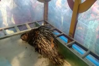 Villagers Resue Hedgehogs Found in Kalgacia