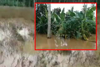 crops damage in godavari floods in konaseema