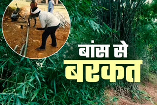 Farmers are making good income from bamboo cultivation in latehar