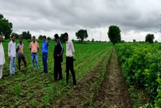 Virus attack on chilli crop