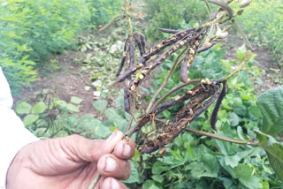 Mung and onion crop damage due to heavy rain in aurangabad