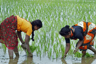 Farming