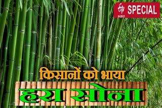 Craze of bamboo production increased among farmers