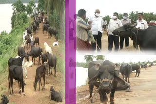 officers respond to etv bharath animals problems story in east godavari dst