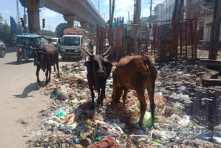 Litter pile on the side of road in Nagloi Metro Station of Delhi