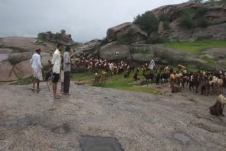 jawai river,  pali news