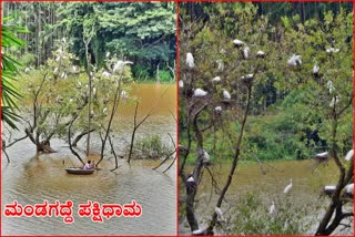 mandagadde-bird-sanctuary