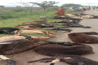 38 sheep killed in road mishap in Karnataka