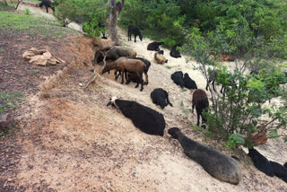 Sheep feeding on the soil and recovering from illness