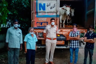 Seize cattle van smuggled in Makavarapalem