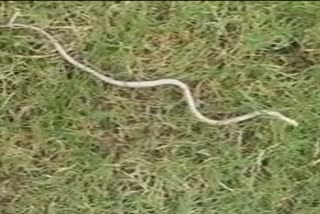 வெள்ளை நிற கட்டுவிரியன்  ஓடிசா  பாம்பு  rare leucistic common krait