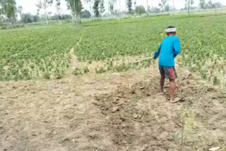 barabanki: anti national forces look at agriculture and environment?