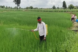 paddy-crop-deteriorated-due-to-continuous-rains-in-parlakot-area-at-kanker