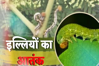 illi insects ruining crops