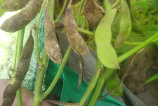 soybean crop in sangli