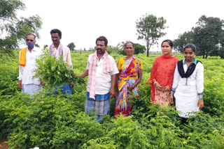 The price of curry dropped in market farmers looks for relief