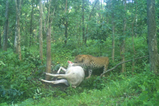 Leopards are constantly hunting cows