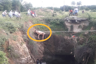 Farmers rescue a dairy cow that fell into a farm well