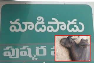 The incident in which cattle died due to a mysterious disease took place in Ginjupalli Tanda