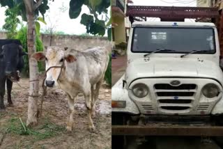 bharatpur news,  etvbharat news,  rajasthan news,  rajasthan hindi news,  कैथवाडा थाना पुलिस,  कामां में गौ तस्करी,  cow smugglers in bharatpur,  भरतपुर में गौ तस्कर