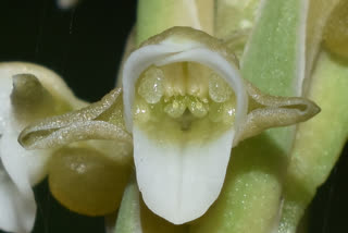 existence of orchids in the forest