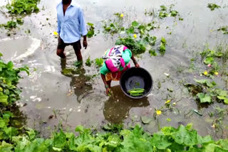 Moradabad farmers hit hard after flood water submerged fields