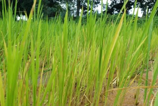 Conversation with agricultural scientist Dr Mrigendra Singh on maize paddy and oilseed crops