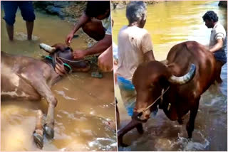 two cow fell in canal, two cow fell in canal at Chamarajanagar, Chamarajanagar cow news, ಕೆನಾಲ್​ಗೆ ಬಿದ್ದ ಆಕಳುಗಳು, ಚಾಮರಾಜನಗರದಲ್ಲಿ ಕೆನಾಲ್​ಗೆ ಬಿದ್ದ ಆಕಳುಗಳು, ಚಾಮರಾಜನಗರದಲ್ಲಿ ಕೆನಾಲ್​ಗೆ ಬಿದ್ದ ಆಕಳುಗಳು ಸುದ್ದಿ,