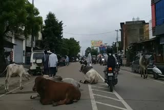 Stray animals are causing road accidents in Jhajjar