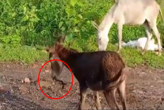 Pratapgarh News, Snake stuck in donkey mouth